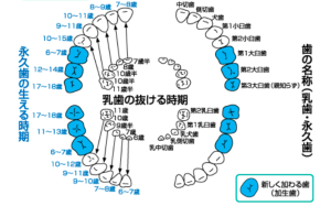 池上・武蔵新田・蒲田の歯医者、のびのび歯科・矯正歯科